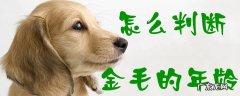 怎样判断金毛的年龄 怎么判断金毛的年龄