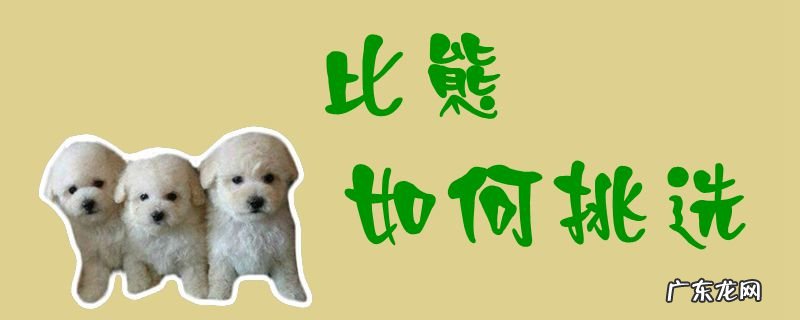 挑选比熊犬时要看哪几个方面 比熊如何挑选