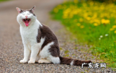 猫不吃还吐了怎么回事 猫不吃饭还吐了怎么办