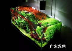 什么水草生长最快 哪种水草寿命最长会繁殖