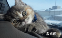 猫咪为什么一只眼睛流眼泪 为什么猫猫一只眼睛流眼泪