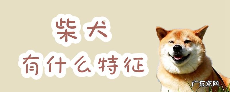 柴犬的优点 柴犬有什么特征