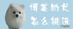 幼犬博美怎么养 博美幼犬怎么挑选