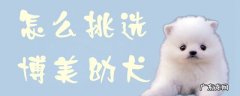 挑选博美犬注意事项 怎么挑选博美幼犬