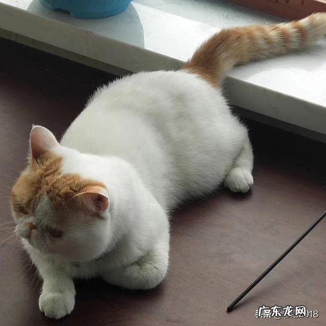 养猫人的怪癖 养猫之后你都有哪些癖好