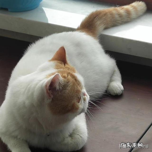 养猫人的怪癖 养猫之后你都有哪些癖好