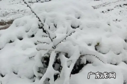 暴雪高速封路吗 大暴雪天气能不能上高速