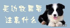 养边牧需要注意什么 买边牧需要注意什么