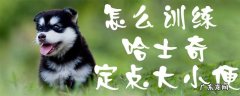 怎么让哈士奇在指定的地方大小便 怎么训练哈士奇定点大小便