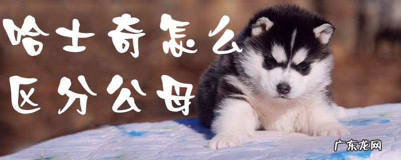 母哈士奇和公哈士奇的区别 哈士奇怎么区分公母