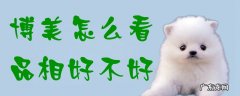 博美怎么选才是正宗的 博美怎么看品相好不好