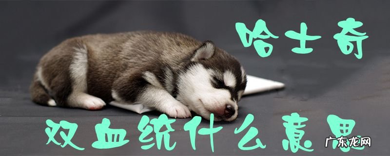 双血统哈士奇图片 哈士奇双血统什么意思