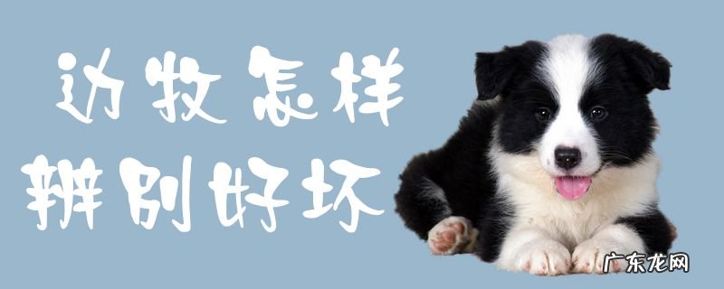 边牧怎么看纯不纯 边牧怎样辨别好坏