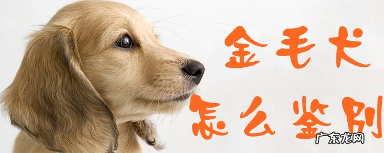 怎么看狗是不是金毛 金毛犬怎么鉴别