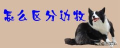 怎么区分边牧纯不纯 怎么区分边牧
