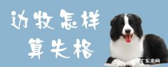 白头边牧是不是失格 边牧怎样算失格