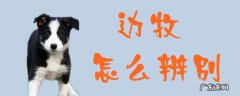 边牧怎么辨别好坏 边牧怎么辨别