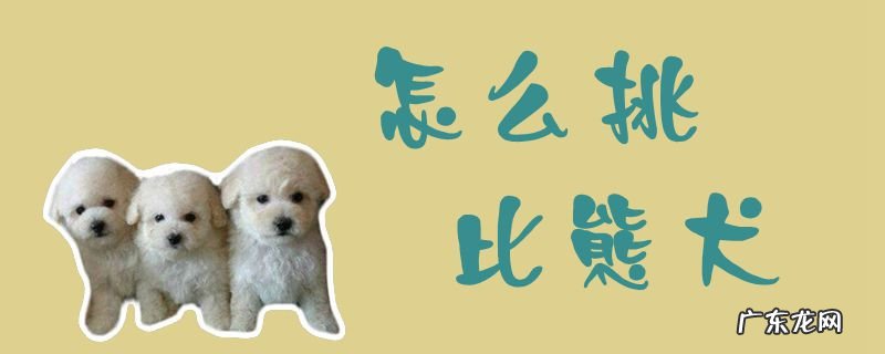 挑选比熊犬时要看哪几个方面 怎么挑比熊犬
