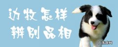 边牧什么品相好 边牧怎样辨别品相