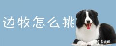 边牧怎么挑选 边牧怎么挑