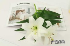 五朵百合花代表什么意思