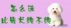 如何挑选比熊犬 怎么选比熊犬纯不纯