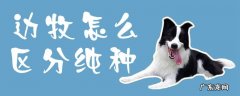 怎么区分边牧是不是纯种的 边牧怎么区分纯种
