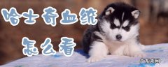 哈士奇血统分几个系 哈士奇血统怎么看