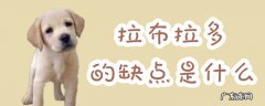 拉布拉多的五大缺点看完后悔了 拉布拉多的缺点是什么