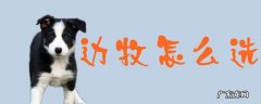 边牧怎么选狗粮 边牧怎么选