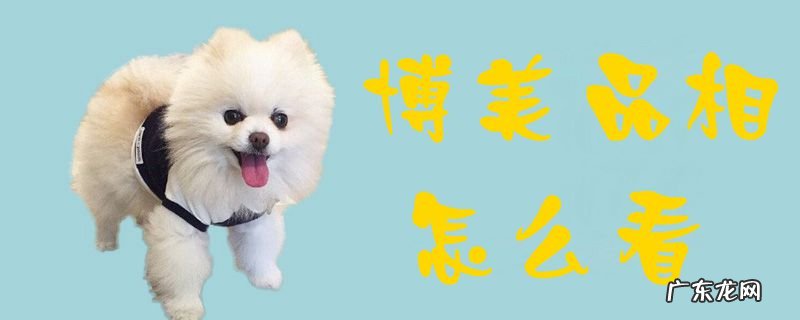 什么样的博美品相好 博美品相怎么看