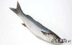 吃乌头鱼有什么作用？乌头鱼怎么做好吃？