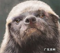 斗战狂魔不怕疼指的是什么动物
