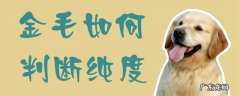 金毛犬怎么看纯不纯 金毛如何判断纯度