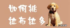 如何挑选拉布拉多 如何挑拉布拉多