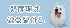 萨摩耶的优缺点及性格 萨摩耶犬缺点是什么