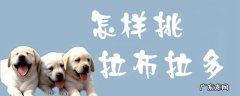 如何挑选拉布拉多犬?只需7步骤! 怎样挑拉布拉多