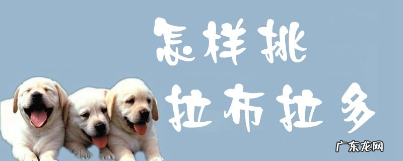如何挑选拉布拉多犬?只需7步骤! 怎样挑拉布拉多
