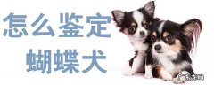 蝴蝶犬是什么样的 怎么鉴定蝴蝶犬