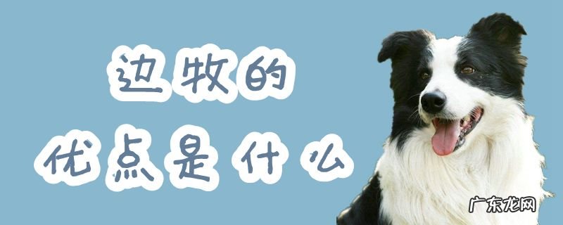 边牧的特征是什么 边牧的优点是什么