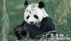 熊猫为何能生存到现在 为什么熊猫能存活至今
