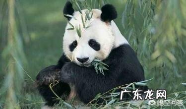 熊猫为何能生存到现在 为什么熊猫能存活至今
