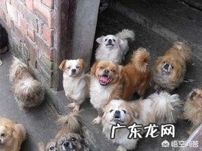 面对国外品种的狗入侵,中国土狗未来将走向何方