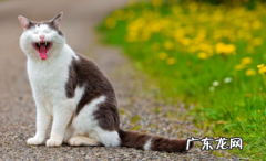 猫猫对人哈气 小猫对人哈气什么意思