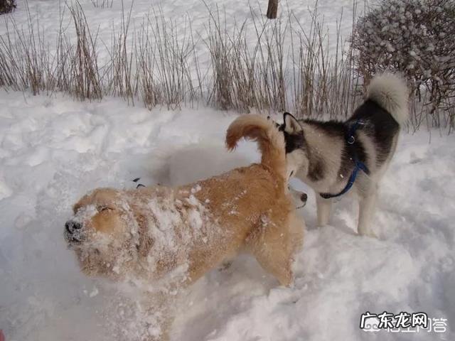 狗为什么喜欢雪糕 狗为什么喜欢雪