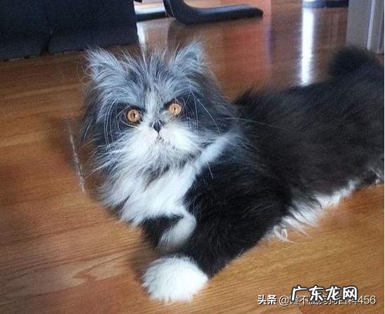 猫咪体内有虫会有什么表现 猫咪身上有虫,会有什么表现