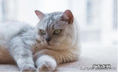 猫咪体内有虫会有什么表现 猫咪身上有虫，会有什么表现