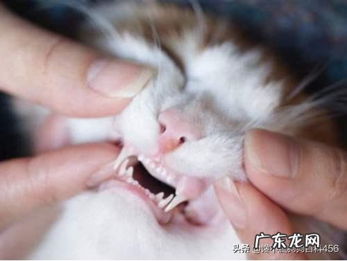 猫咪体内有虫会有什么表现 猫咪身上有虫,会有什么表现