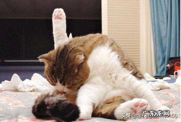 猫咪体内有虫会有什么表现 猫咪身上有虫,会有什么表现