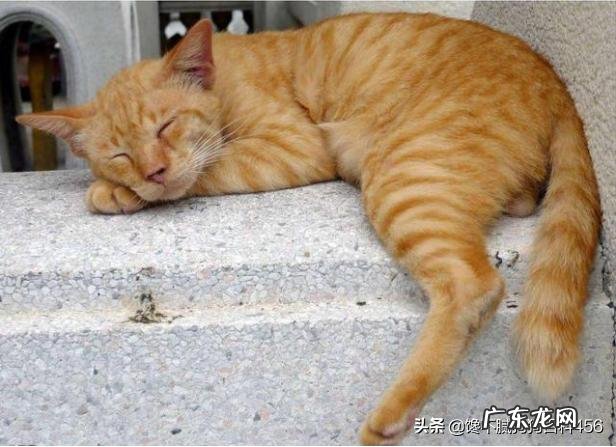 猫咪体内有虫会有什么表现 猫咪身上有虫,会有什么表现